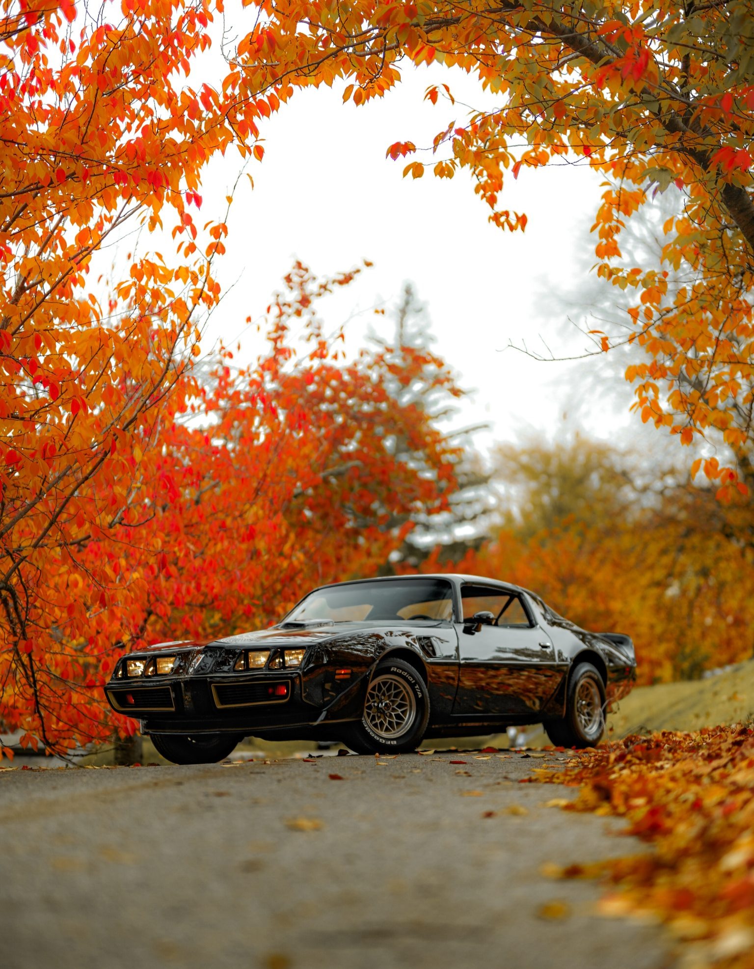 1981 pontiac firebird trans am special edition 4-speed