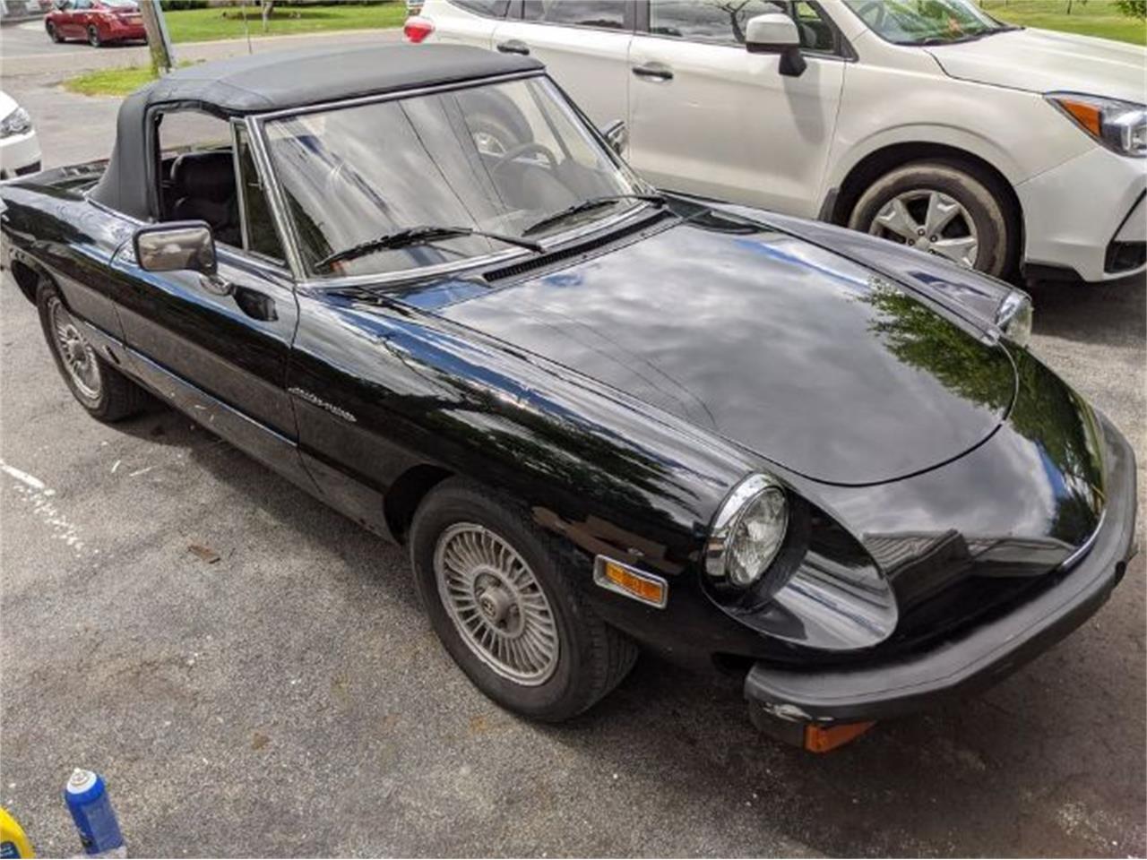 1981 alfa romeo 2000 spider veloce