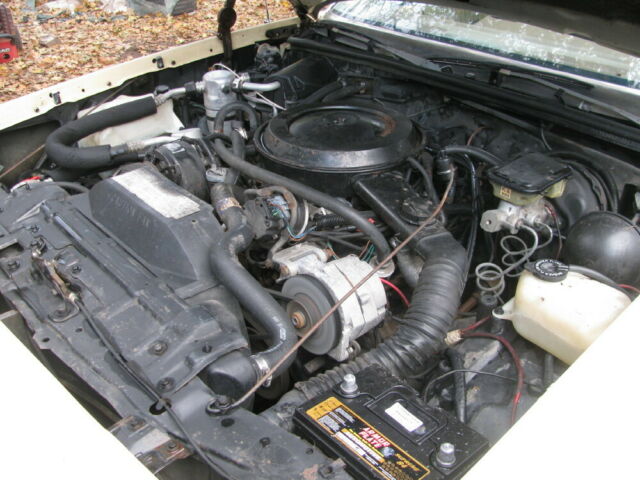 rot free v-8 survivor!