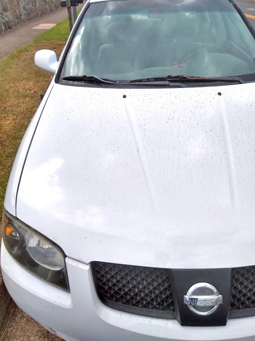 2003 nissan sentra in hawaii by owner