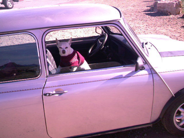 classic mini (leyland)